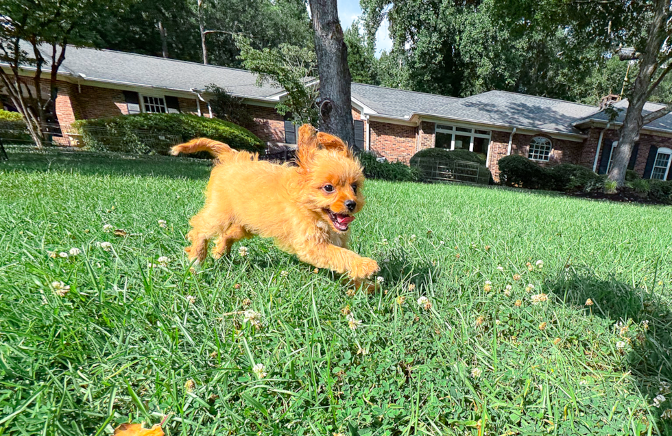 Cavapoo Pup Being Cute