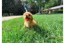 Best Cavapoo Baby