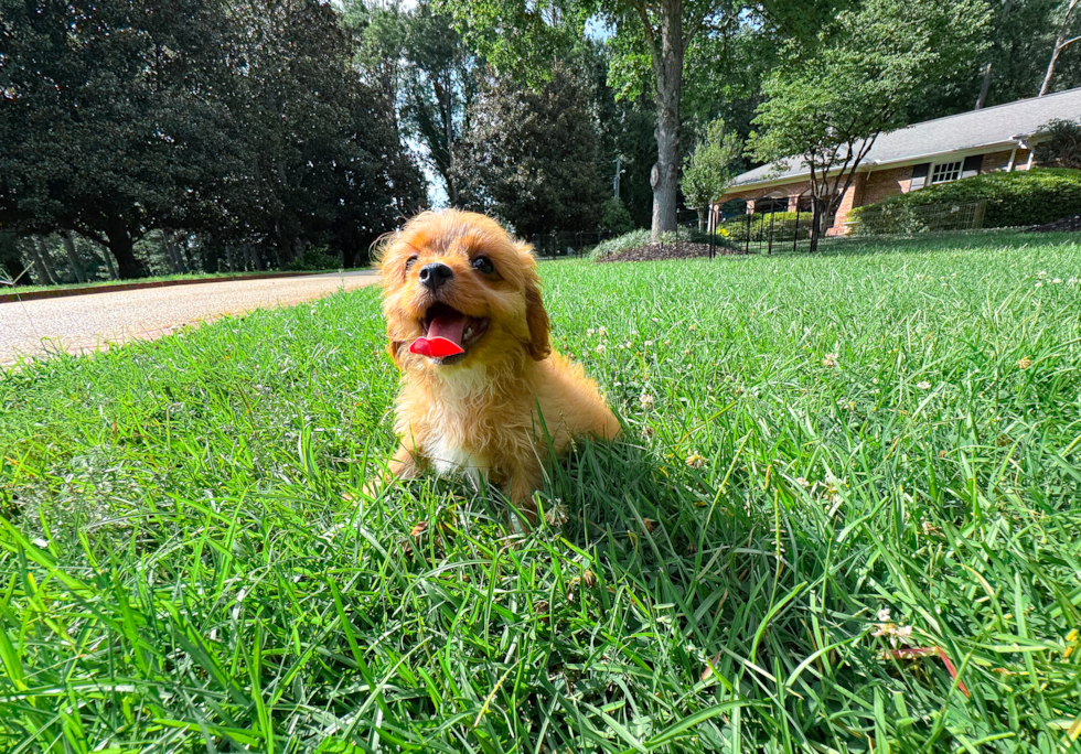 Best Cavapoo Baby
