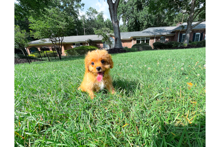 Cute Cavapoo Baby