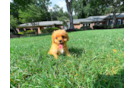 Cute Cavapoo Baby