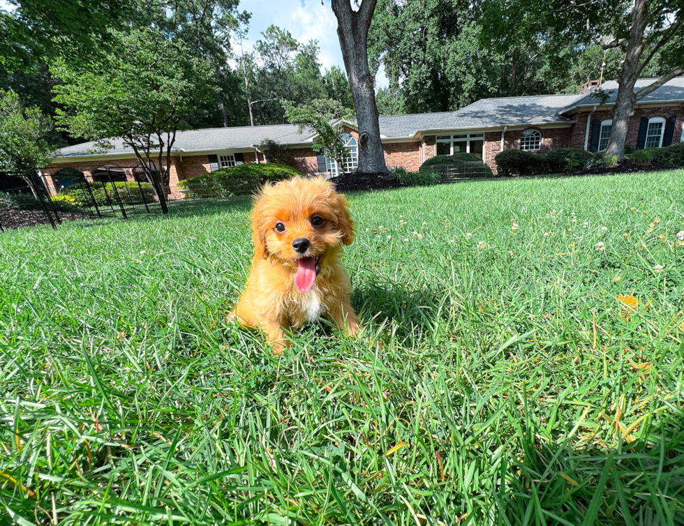 Cute Cavapoo Baby