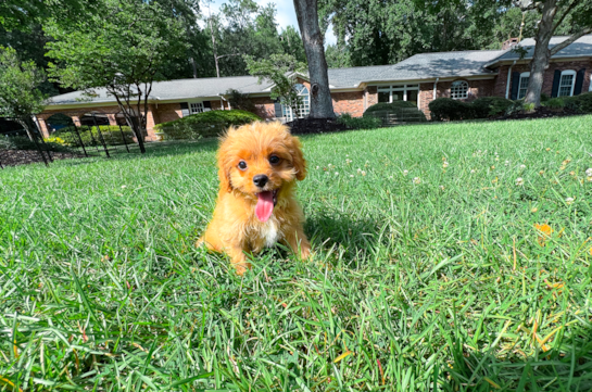 Cute Cavapoo Baby