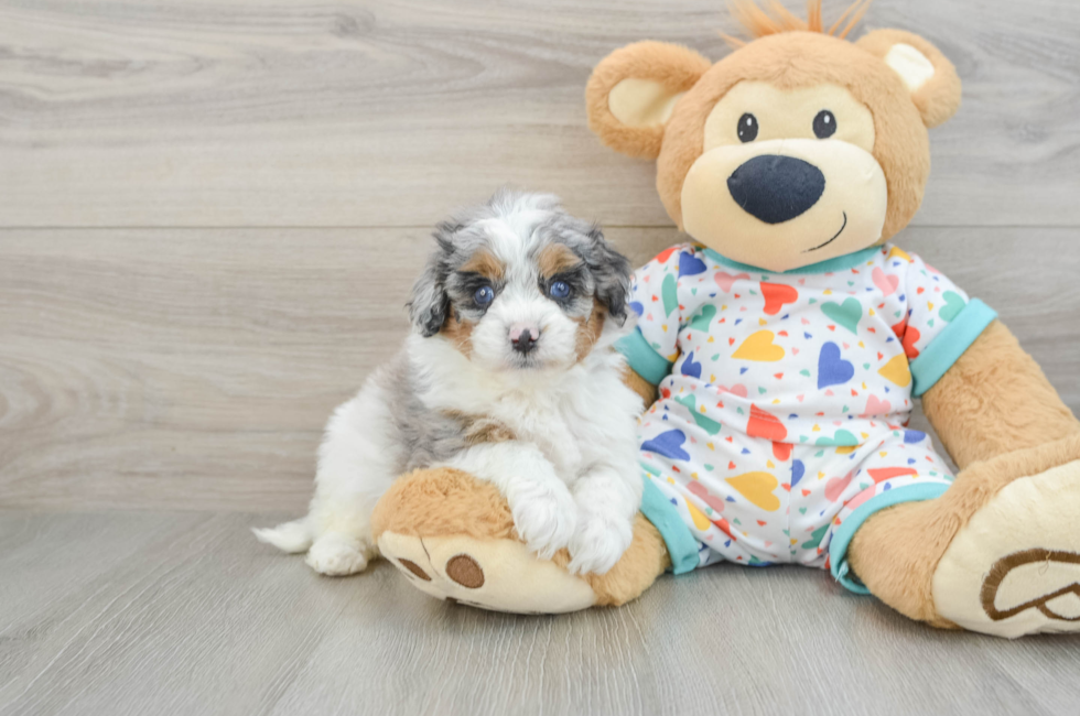5 week old Cavapoo Puppy For Sale - Simply Southern Pups