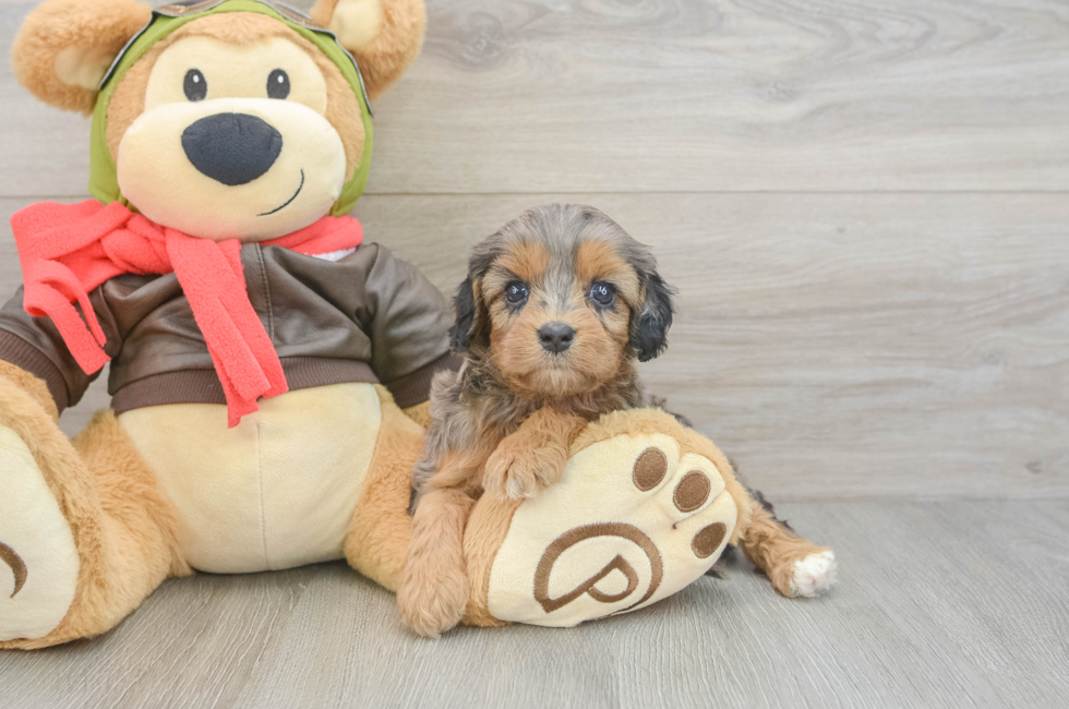 6 week old Cavapoo Puppy For Sale - Simply Southern Pups