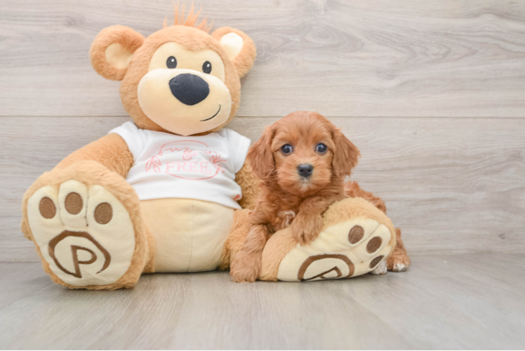 Cavapoo Puppy for Adoption
