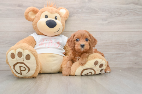Cavapoo Puppy for Adoption