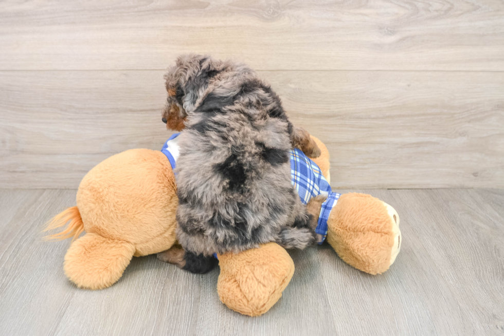 Happy Cavapoo Baby