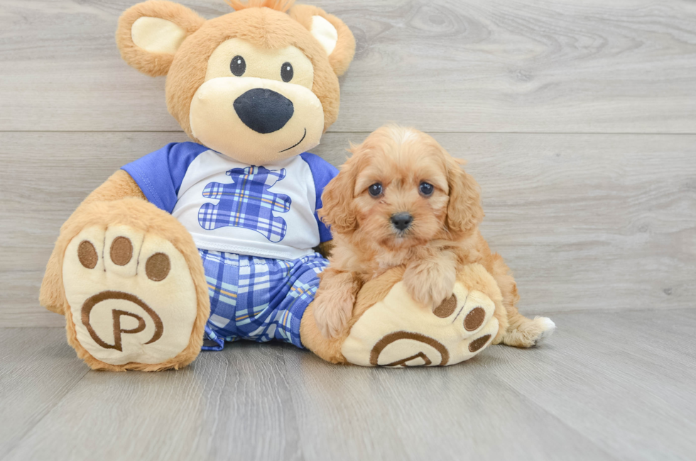 6 week old Cavapoo Puppy For Sale - Simply Southern Pups