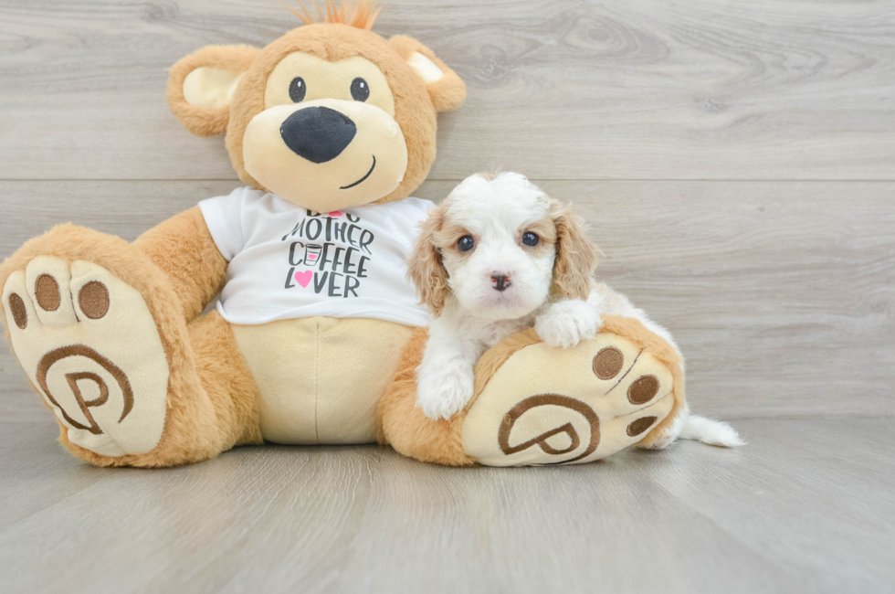 5 week old Cavapoo Puppy For Sale - Simply Southern Pups