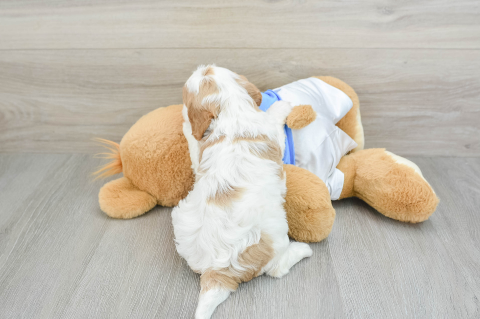 Cavapoo Pup Being Cute