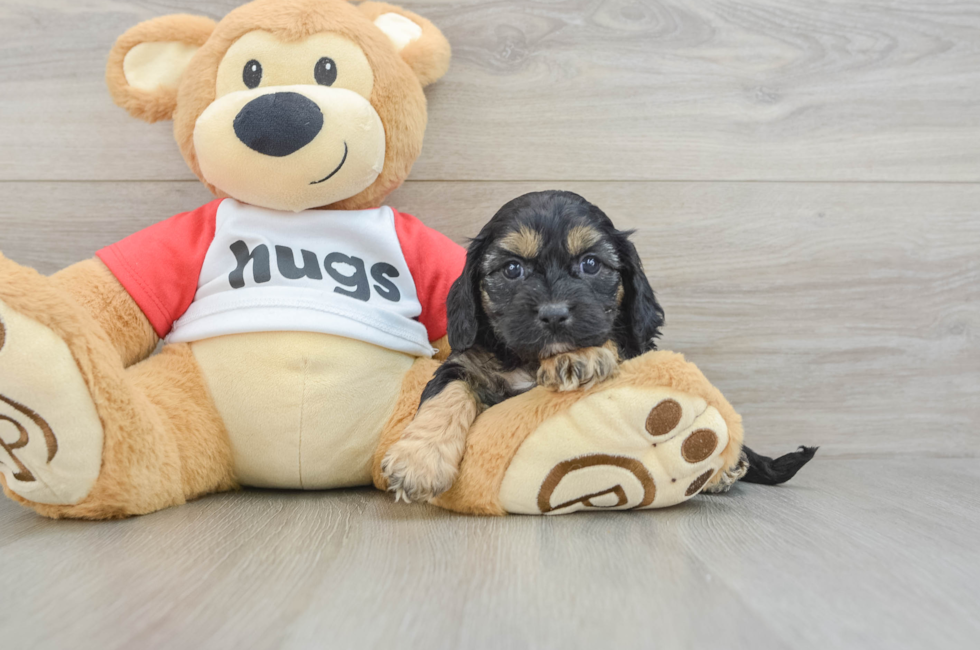 8 week old Cavapoo Puppy For Sale - Simply Southern Pups