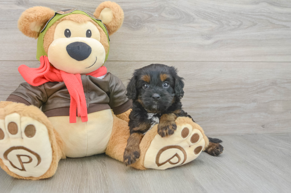 6 week old Cavapoo Puppy For Sale - Simply Southern Pups