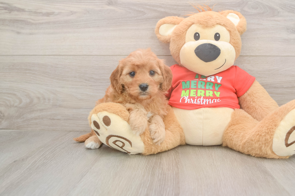 Petite Cavapoo Poodle Mix Pup