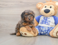7 week old Cavapoo Puppy For Sale - Simply Southern Pups