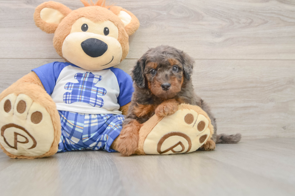Cavapoo Puppy for Adoption