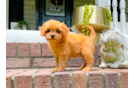 Cavapoo Pup Being Cute