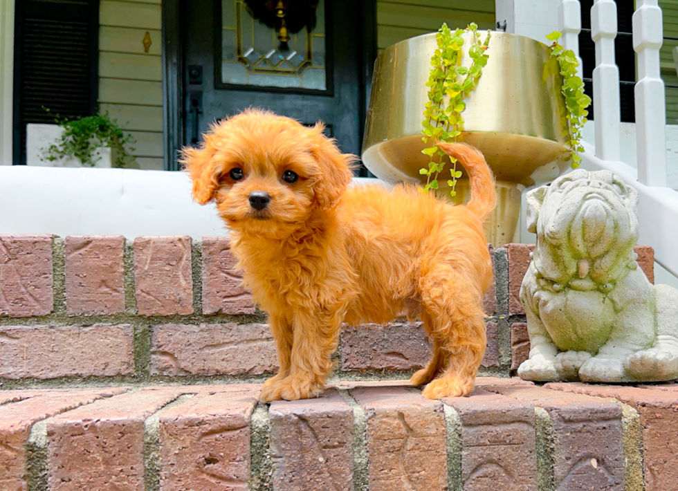 Cavapoo Pup Being Cute