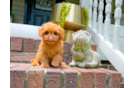 Cute Cavapoo Baby