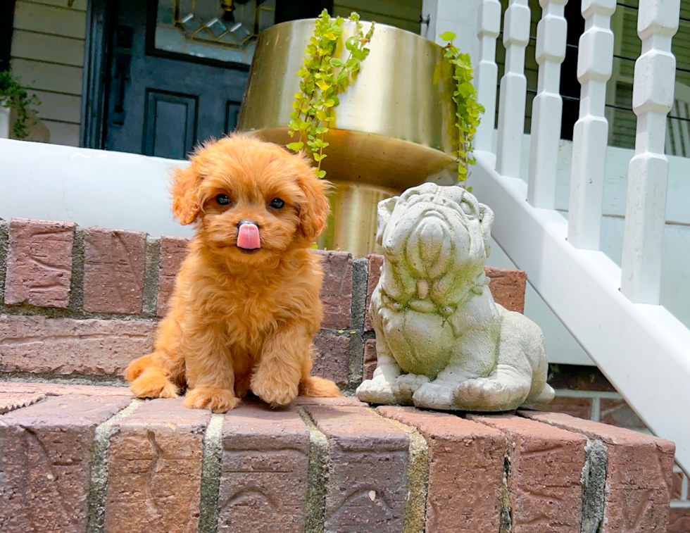 Cute Cavapoo Baby