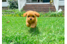 Best Cavapoo Baby