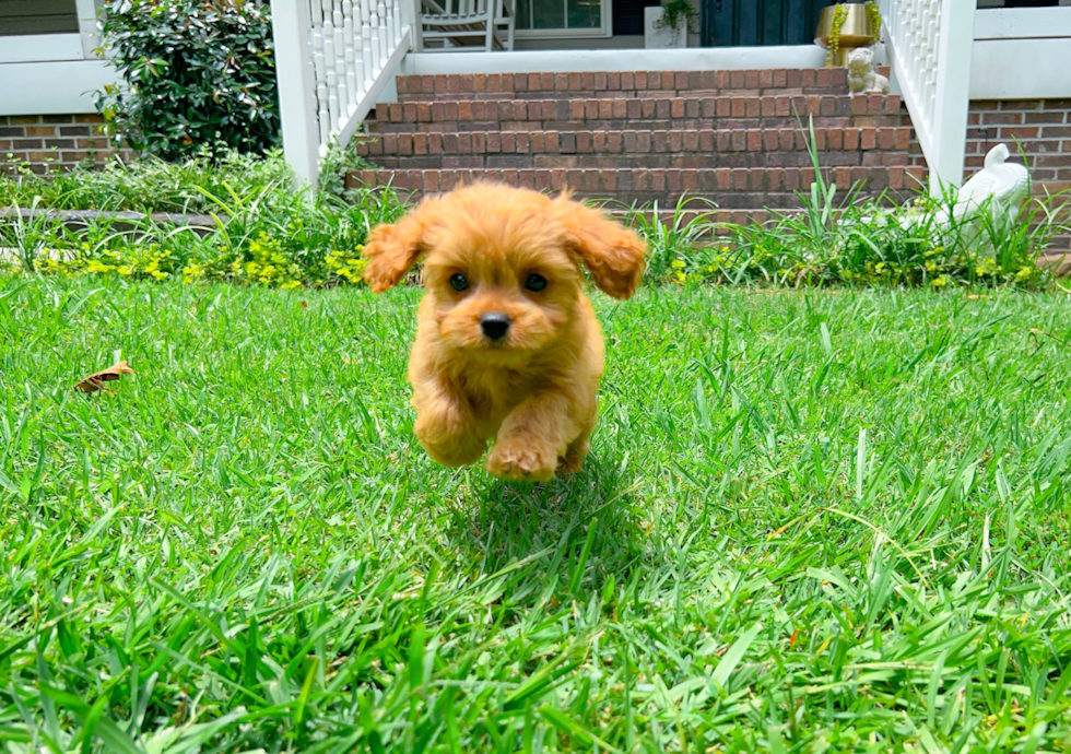 Best Cavapoo Baby