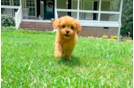 Best Cavapoo Baby