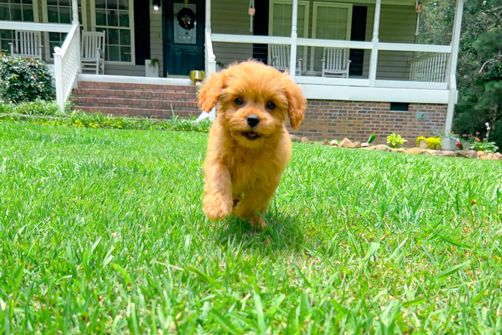 Best Cavapoo Baby