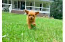 Cute Cavapoo Baby