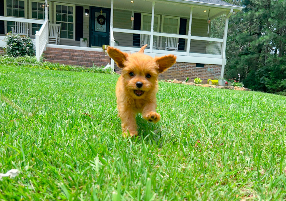 Cute Cavapoo Baby