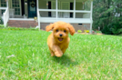 Cavapoo Puppy for Adoption