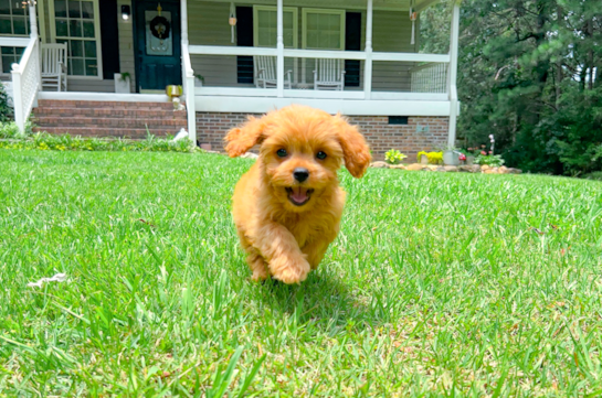 Cavapoo Puppy for Adoption