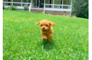 Cavapoo Pup Being Cute