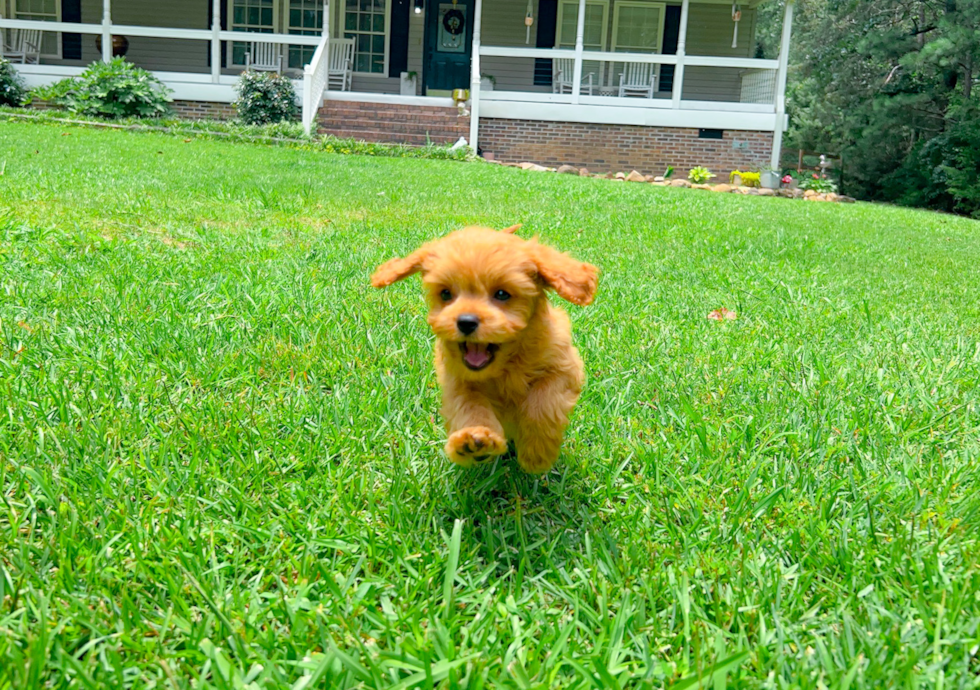 Cavapoo Pup Being Cute