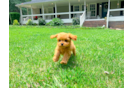 Cavapoo Pup Being Cute
