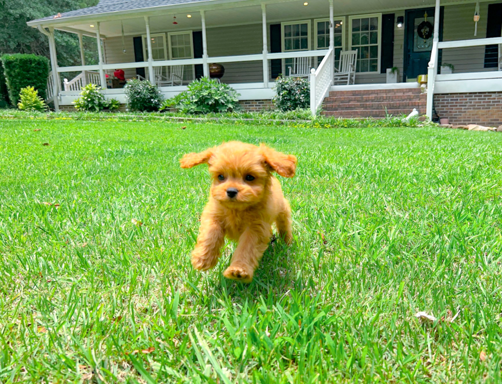 Cavapoo Pup Being Cute