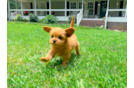 Cavapoo Pup Being Cute