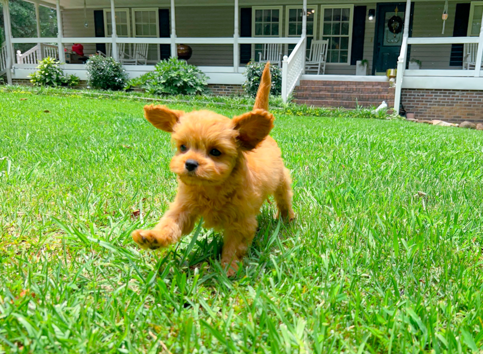 Cavapoo Pup Being Cute
