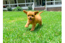 Cute Cavalier King Charles Spaniel and Poodle Mix Poodle Mix Puppy