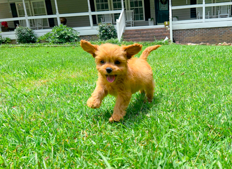 Cute Cavalier King Charles Spaniel and Poodle Mix Poodle Mix Puppy