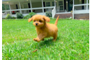 Cute Cavapoo Baby