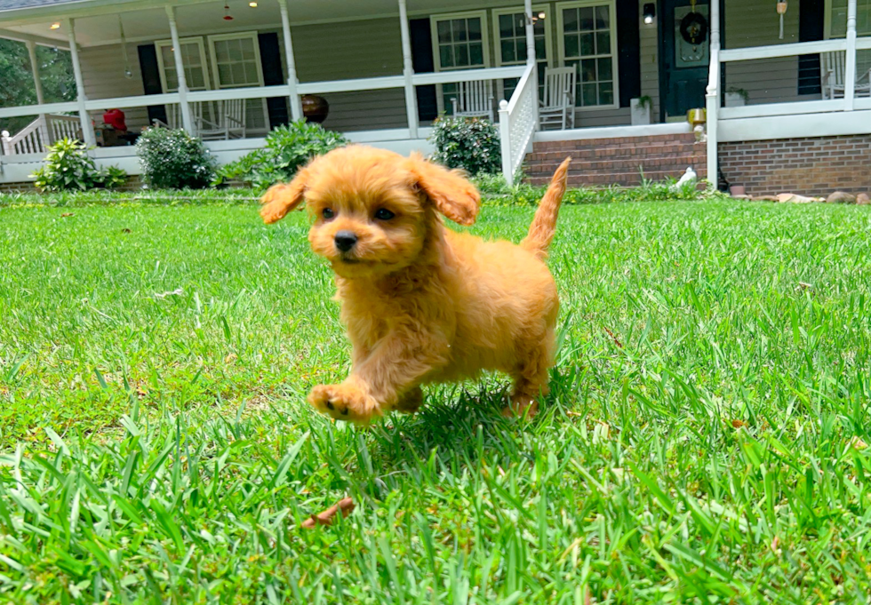 Cute Cavapoo Baby