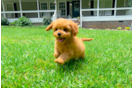 Cute Cavapoo Baby