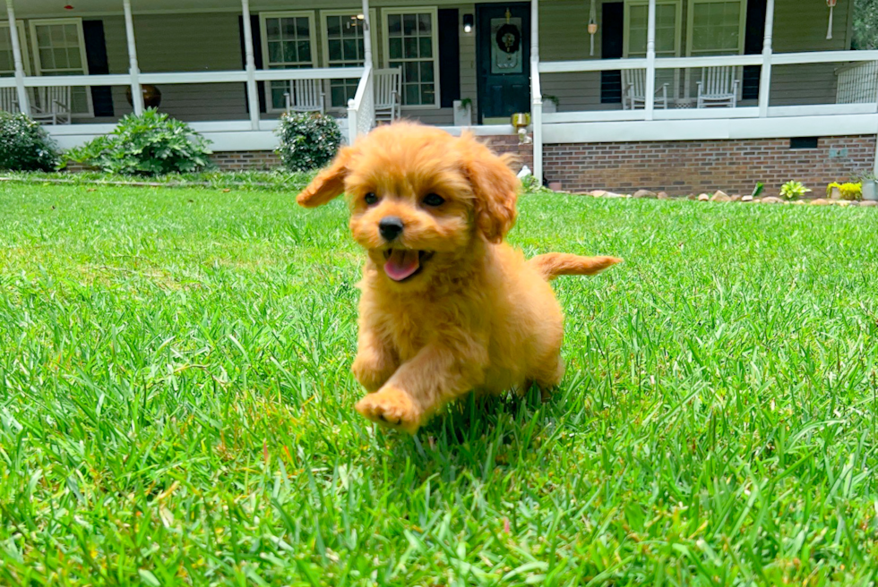 Cute Cavapoo Baby
