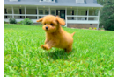 Best Cavapoo Baby