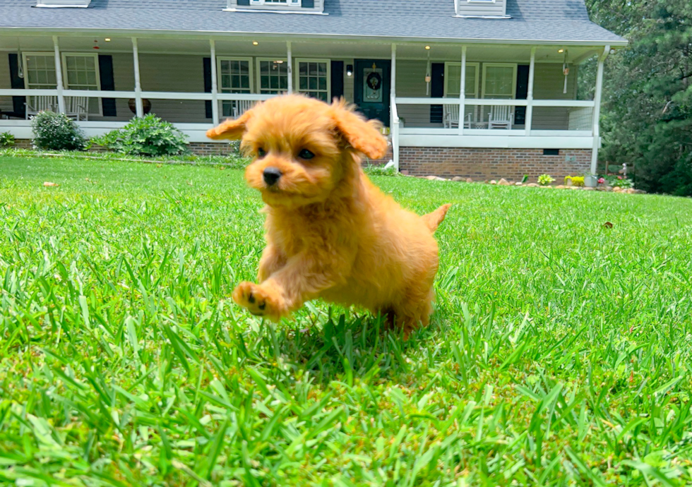 Best Cavapoo Baby