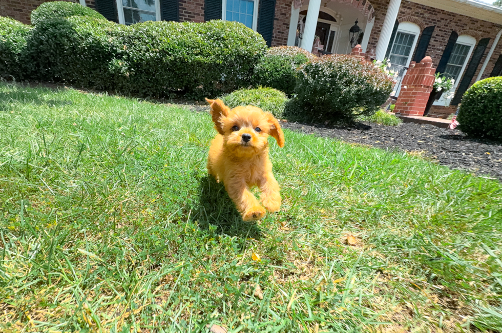 10 week old Cavapoo Puppy For Sale - Simply Southern Pups