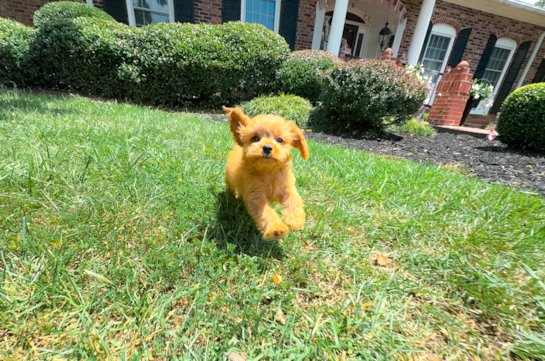 Cavapoo Puppy for Adoption