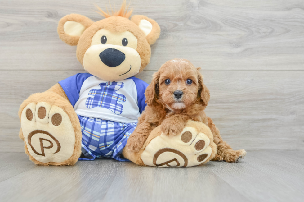 6 week old Cavapoo Puppy For Sale - Simply Southern Pups