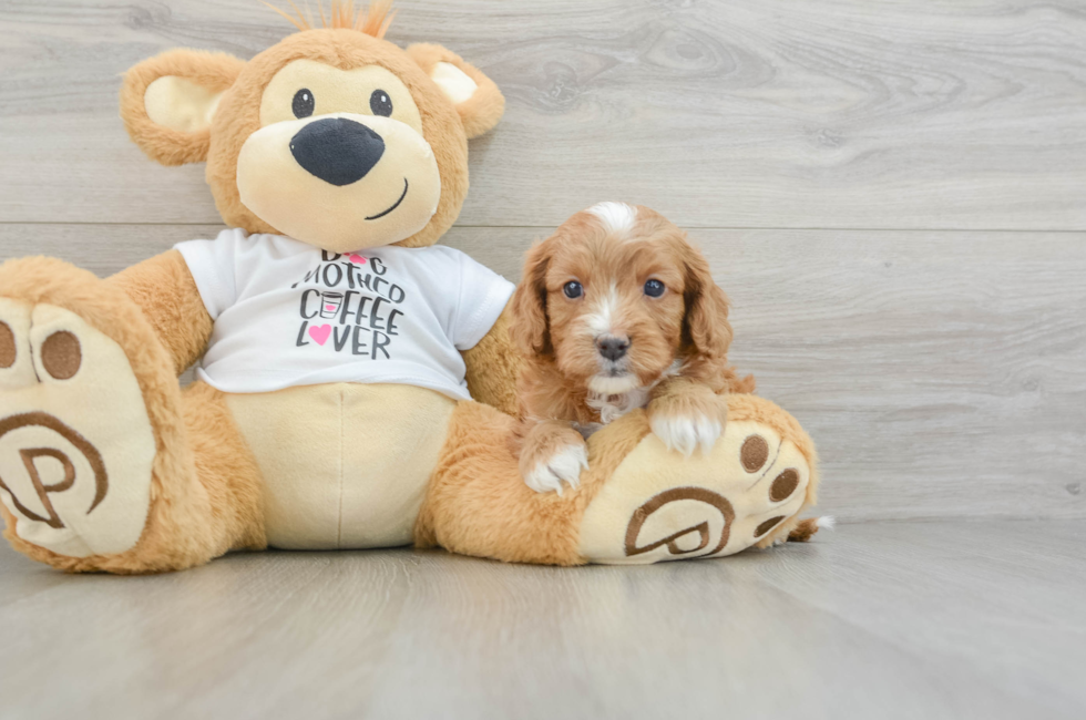 5 week old Cavapoo Puppy For Sale - Simply Southern Pups